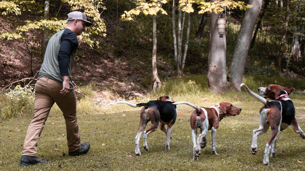 Trainer walking into the woods with his hound hunting pack.