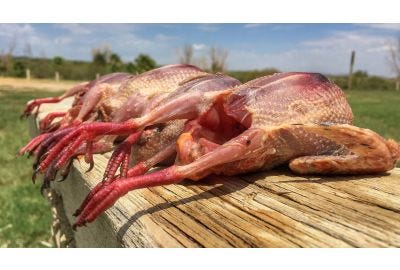 Gutted and plucked dove carcasses