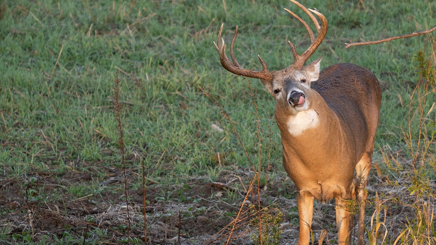 A deer eating in a field.