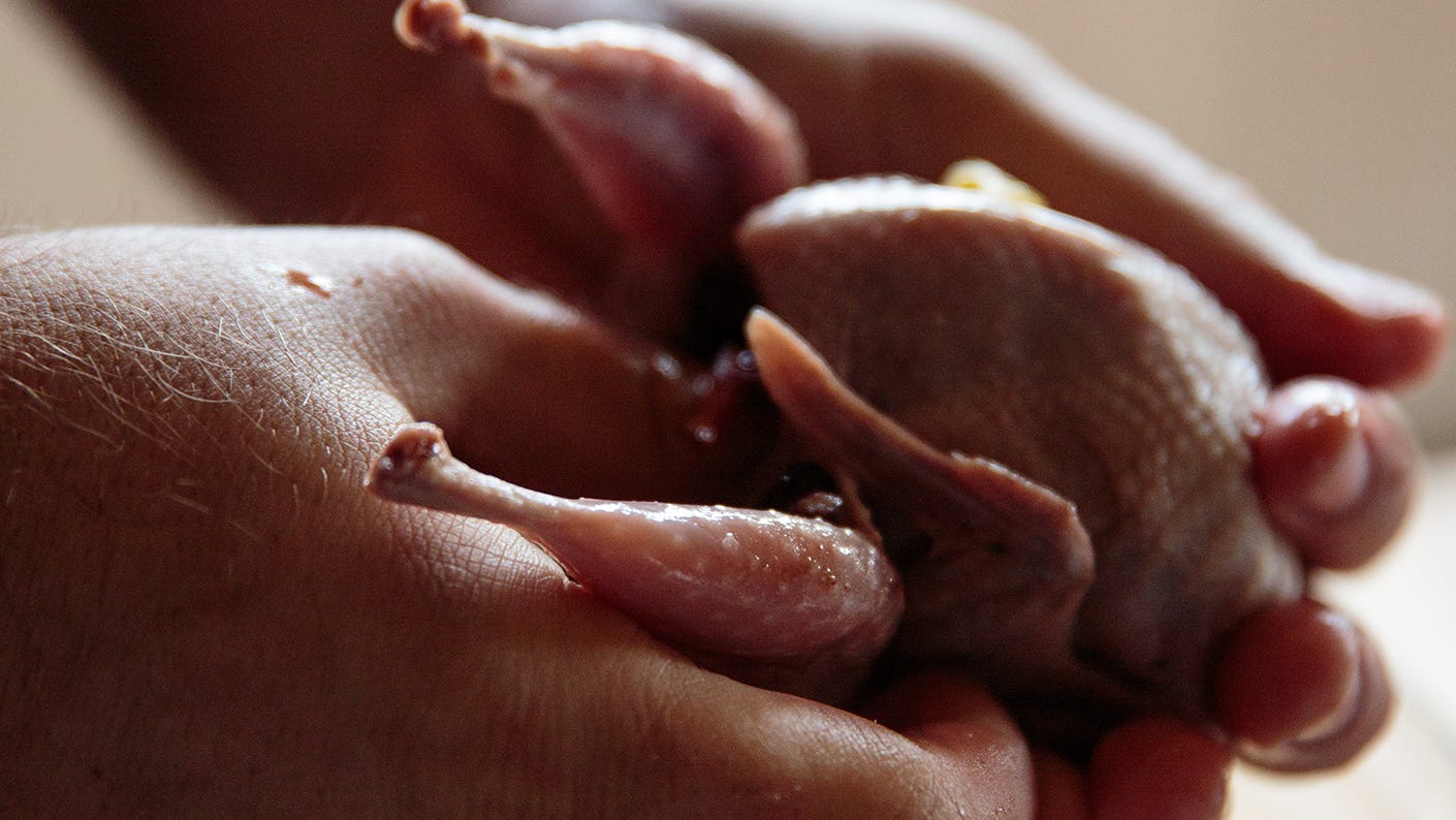 Person preparing and stuffing a dove. 