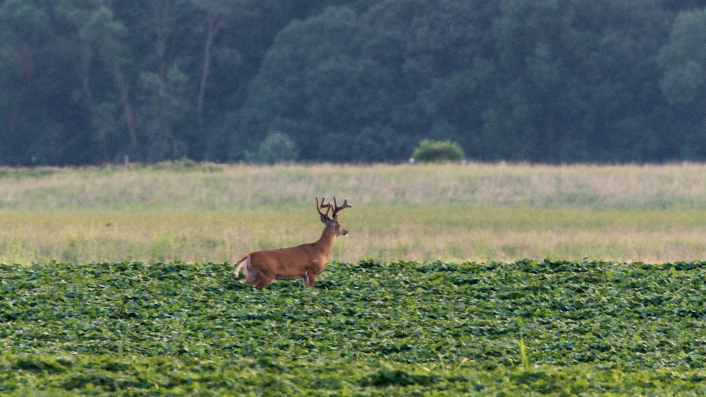 Antler growth isn’t just an expression of a buck’s health: It shows how healthy the buck’s ecosystem is as well.