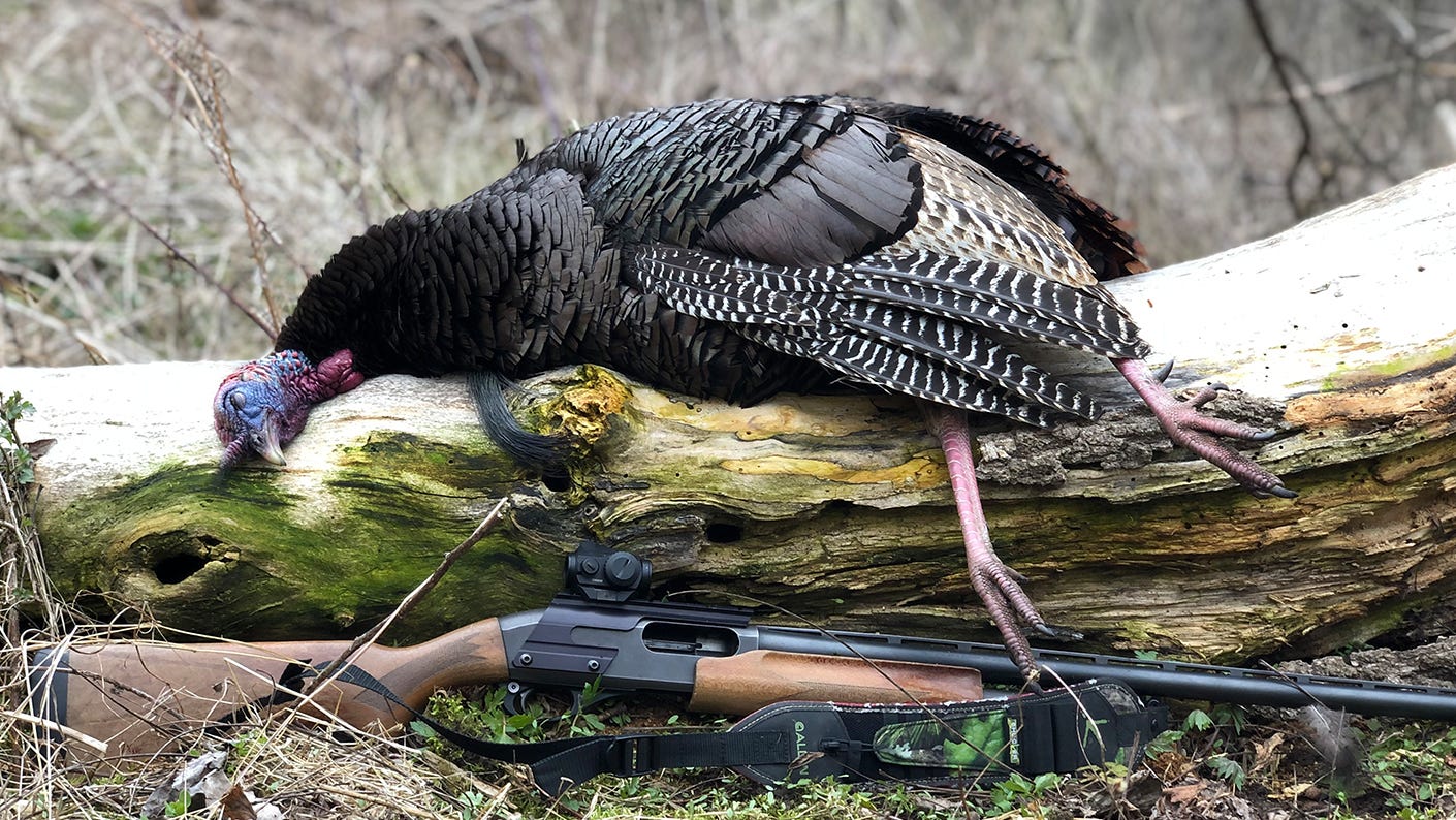 Thinking of putting a red dot on your turkey gun? Do it.