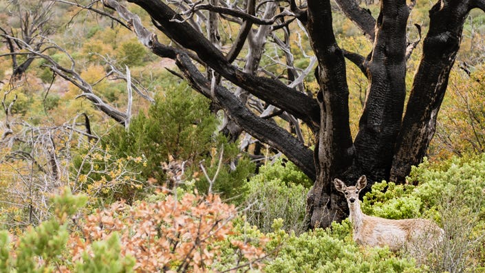 Learning to glass for Coues can make you better at glassing any big game.