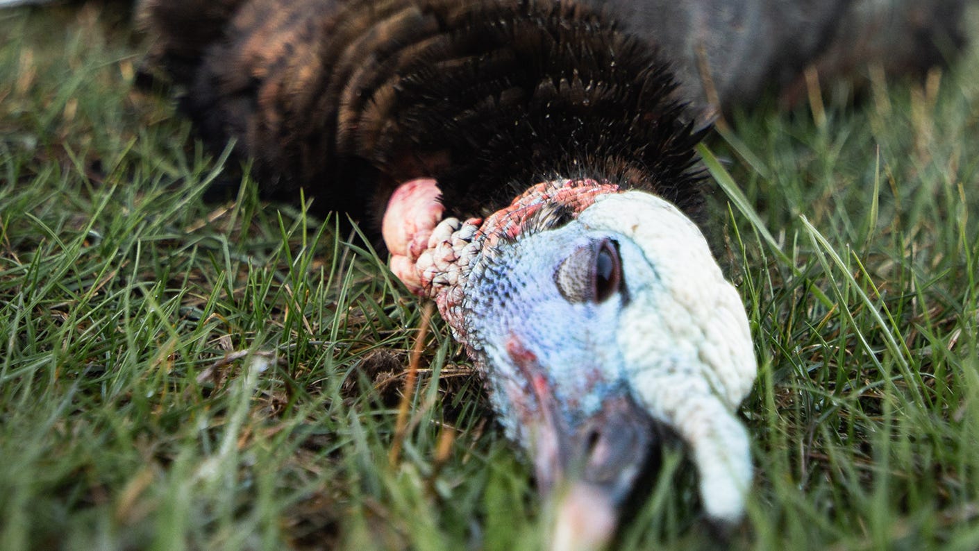 Successfully Hunting Pressured Turkey